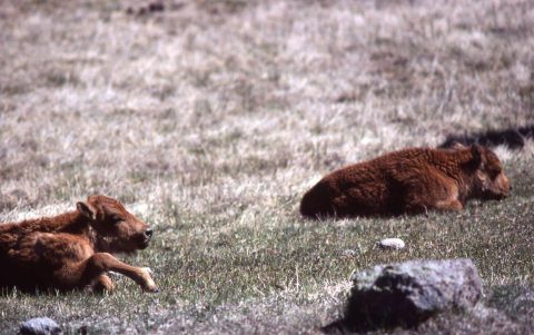 Sam Walking Coyote’s Buffalo calves - Buffalo Tales and Trails