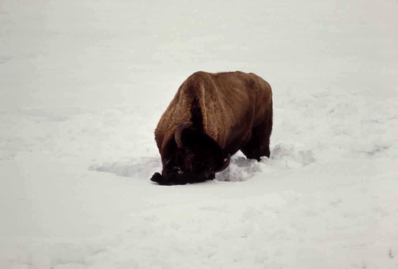 Buffalo Survival In Winter - Buffalo Tales And Trails