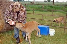 Saving Orphan Buffalo Calves