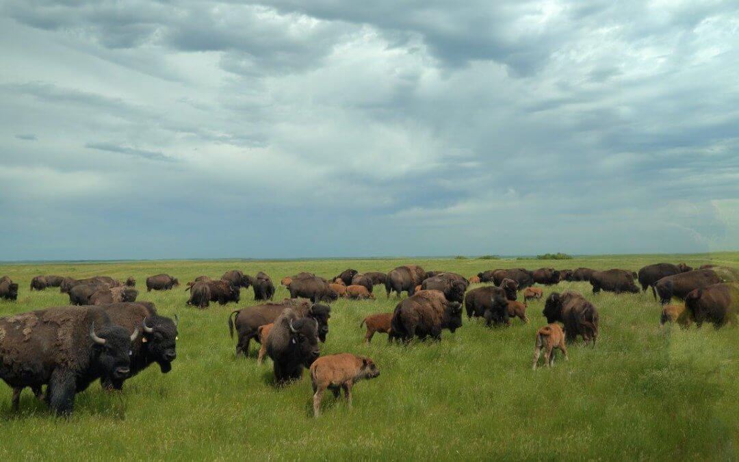 Part 3—Bison Hunting