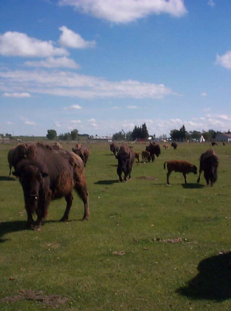 Buffalo Ranch in Alberta with new calves. Photo courtesy Alberta 4-H.